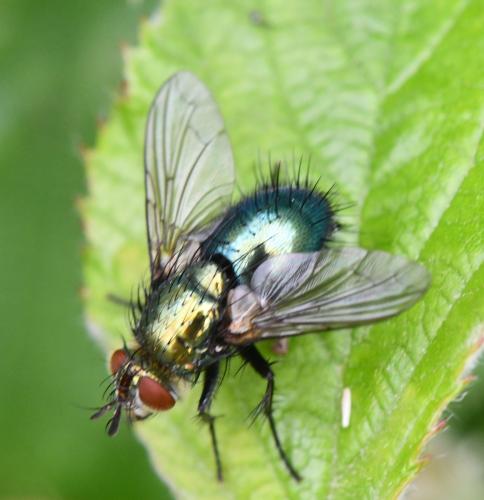 Chrysosomopsis aurata